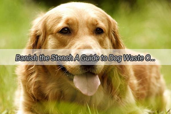 Banish the Stench A Guide to Dog Waste Odor Elimination